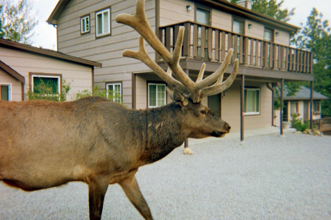 Skyline Cottages Estes Park Esterno foto
