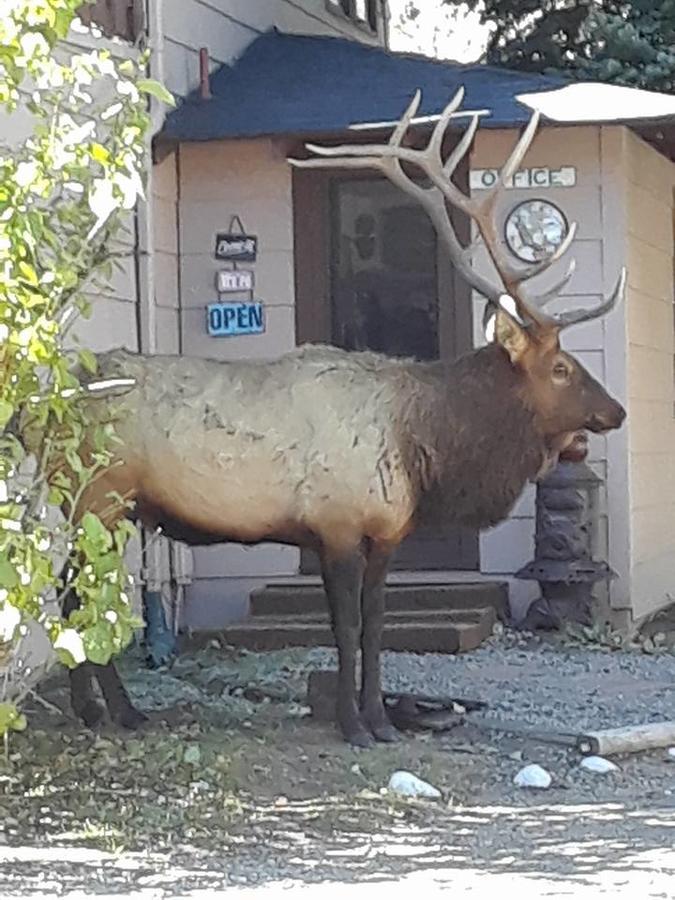 Skyline Cottages Estes Park Esterno foto